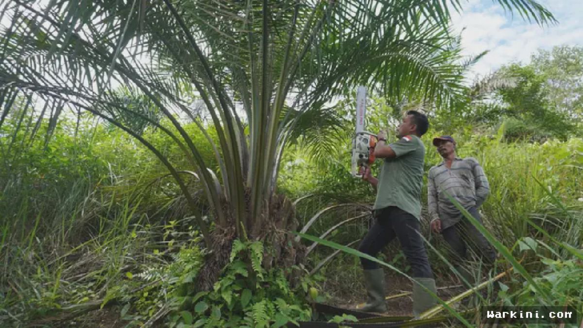 Gayo Lues — Kabar segar datang dari jantung Leuser! Setelah sekian lama