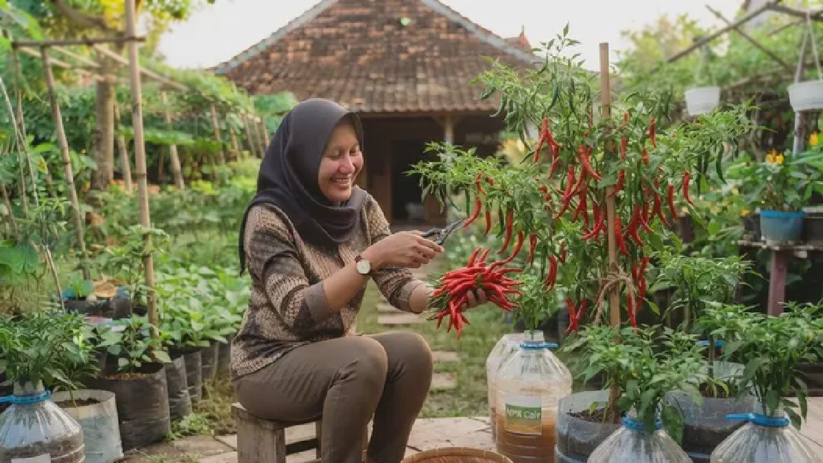 Panduan Lengkap Tanam Cabai di Galon Bekas: Cepat Panen, Minim Biaya