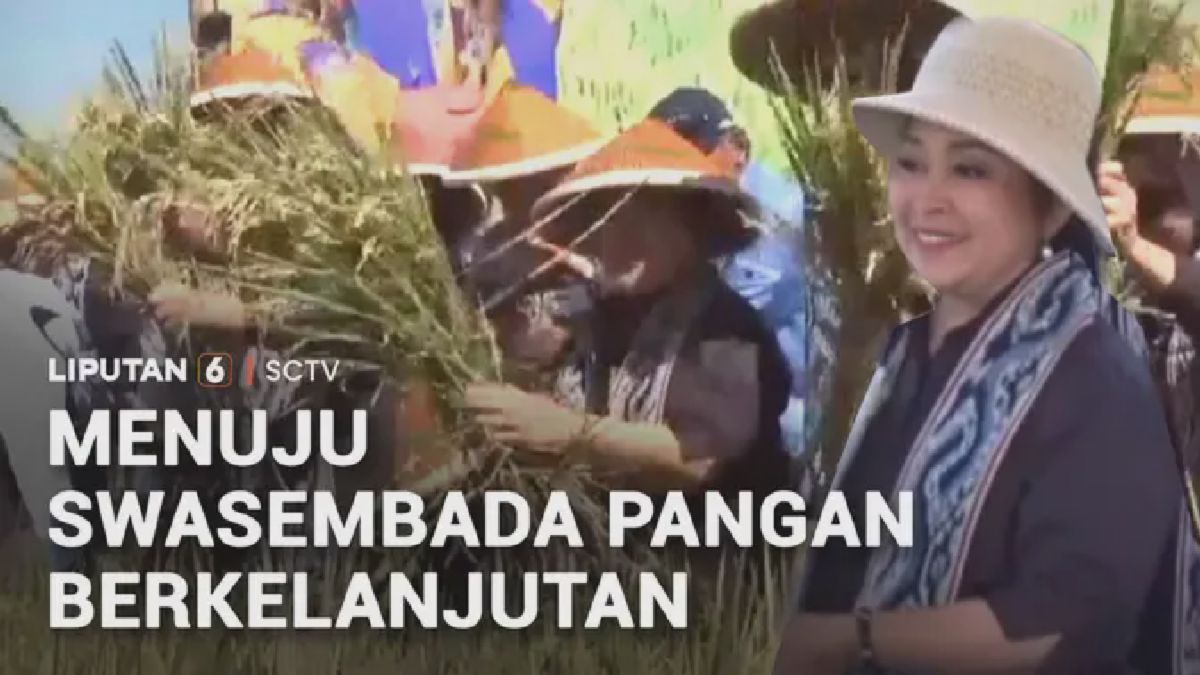 Titiek Soeharto Pantau Panen Raya dan Serap Aspirasi Petani Klaten