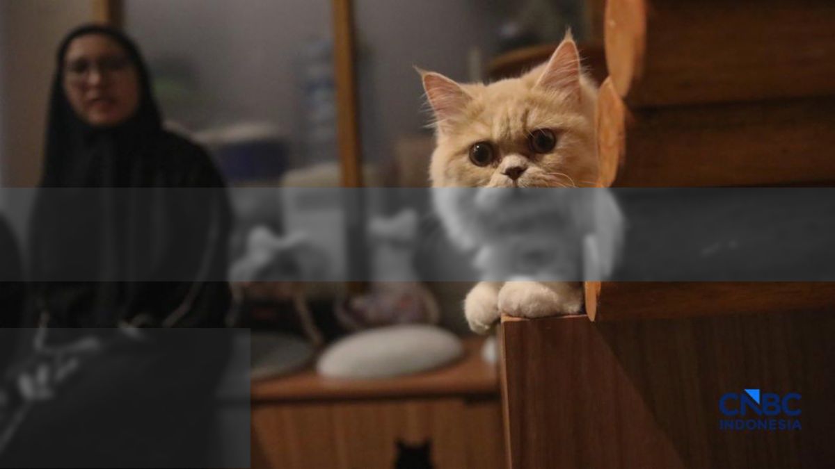 Penyakit Ginjal Kronis Ancam Kucing Tua, Deteksi Dini Jadi Kunci